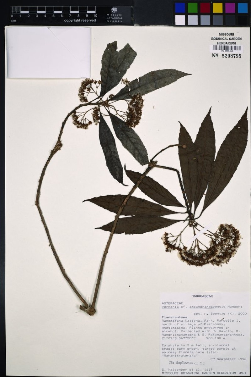 Vernonia ampandrandavensis