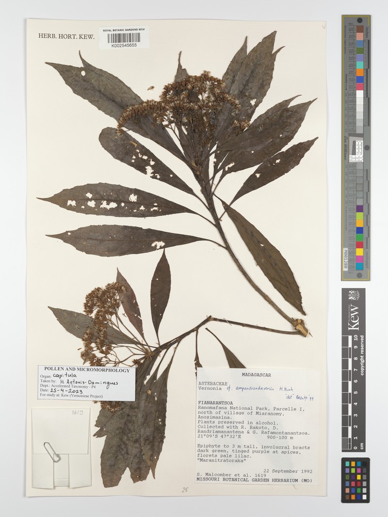 Vernonia ampandrandavensis photo 2