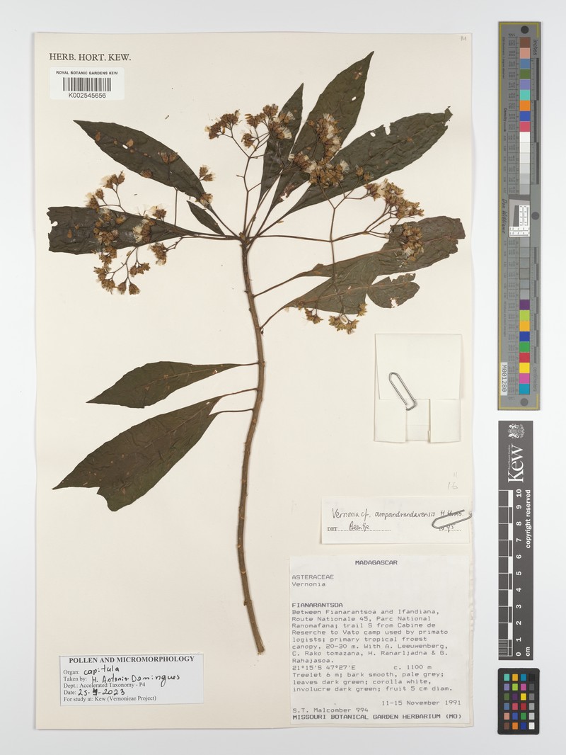 Vernonia ampandrandavensis photo 3