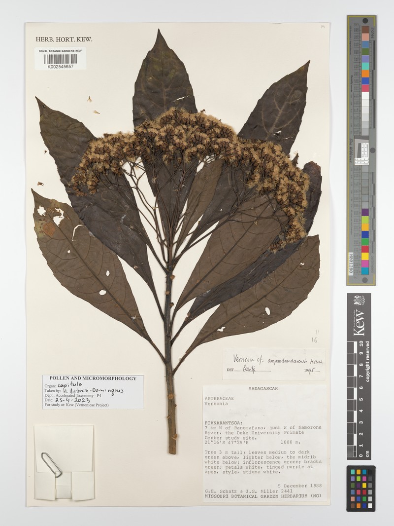 Vernonia ampandrandavensis photo 4
