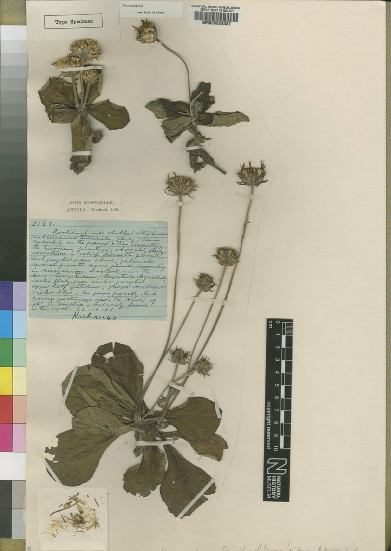 Vernonia anandrioides