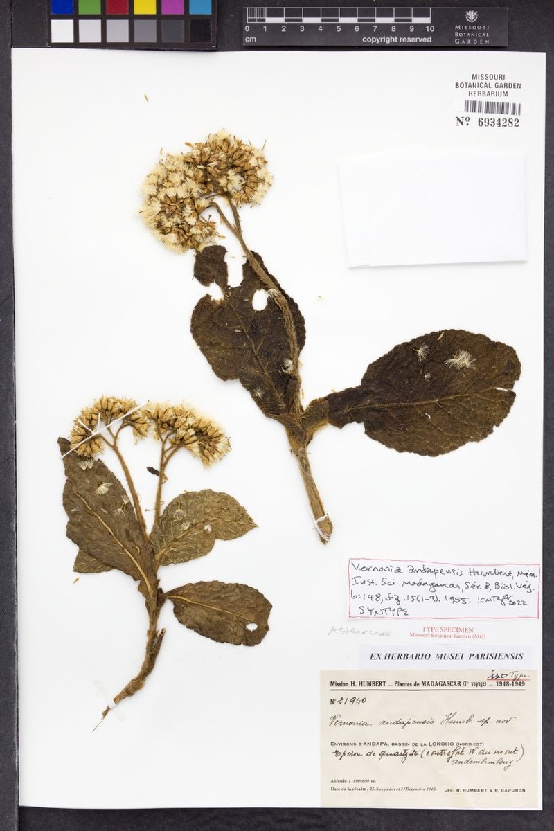 Vernonia andapensis