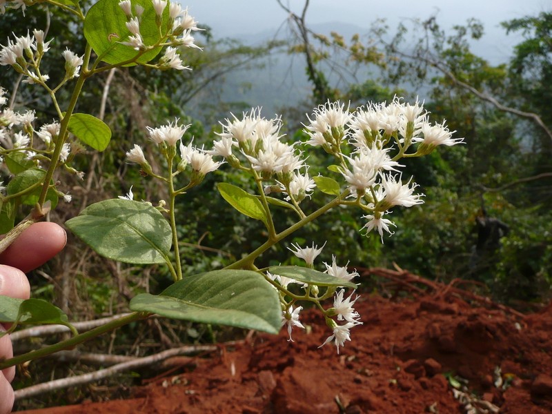 Vernonia andohii