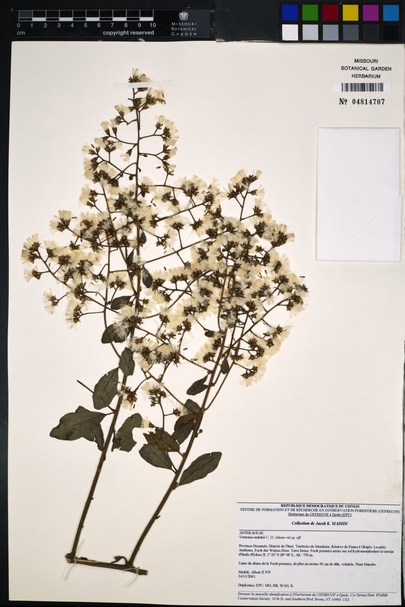 Vernonia andohii photo 3