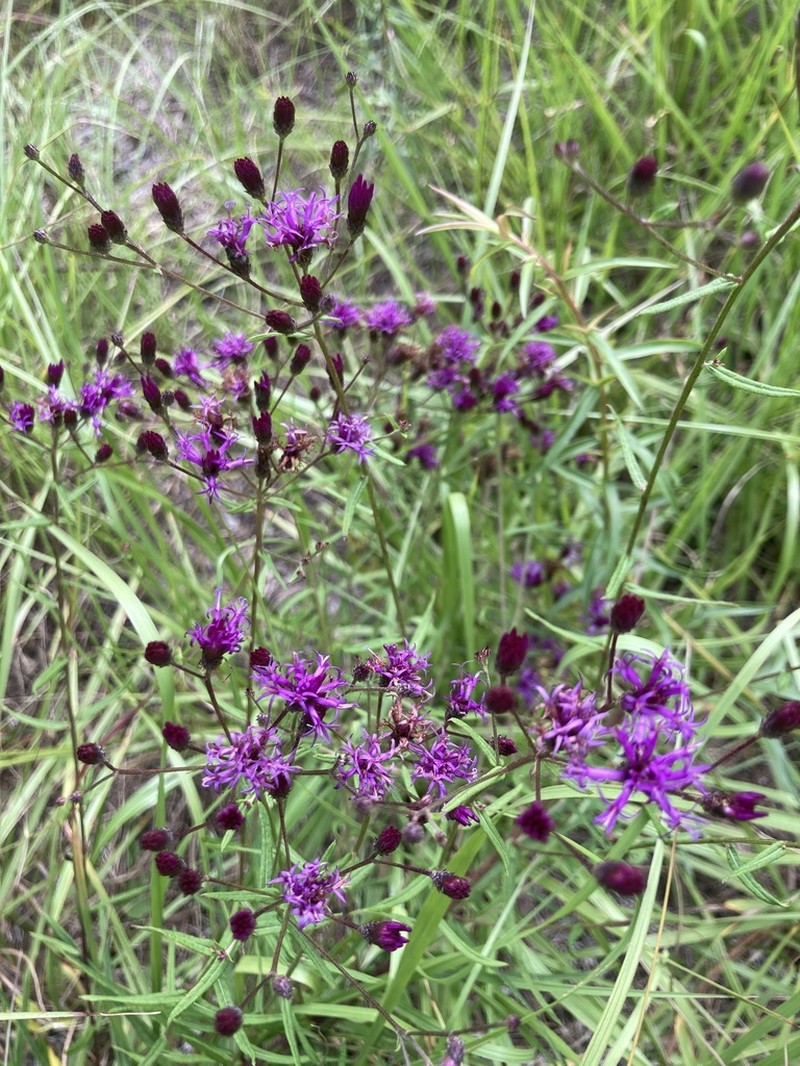 Tall Ironweed photo 2