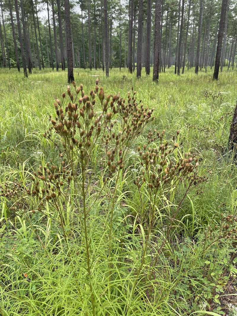 Tall Ironweed photo 3