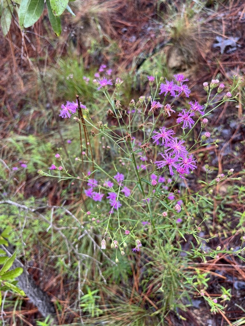 Tall Ironweed photo 4