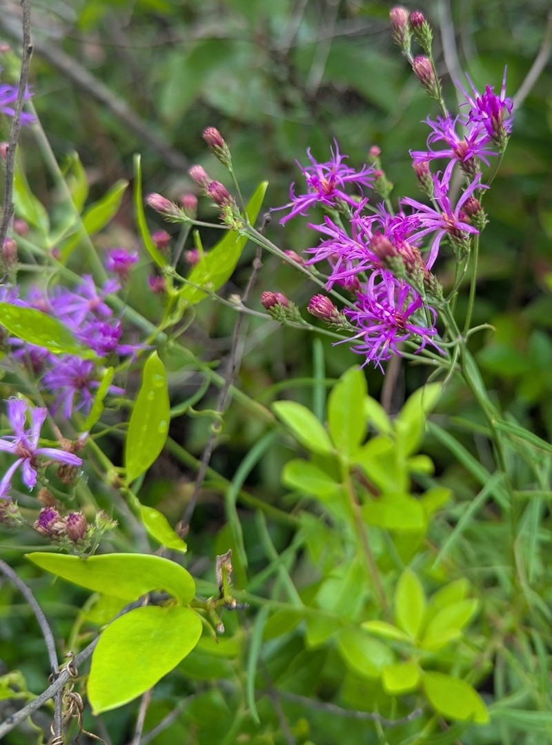 Tall Ironweed photo 5