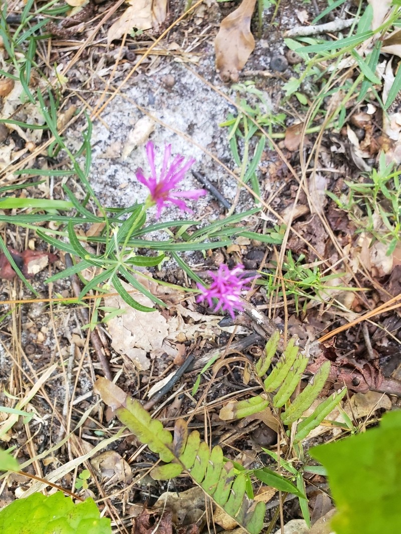 Tall Ironweed photo 6