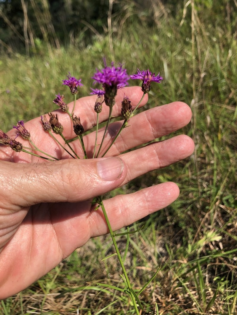 Tall Ironweed photo 7