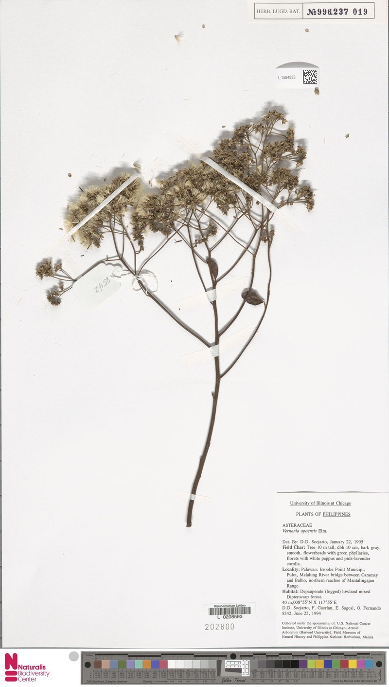 Vernonia apoensis photo 2