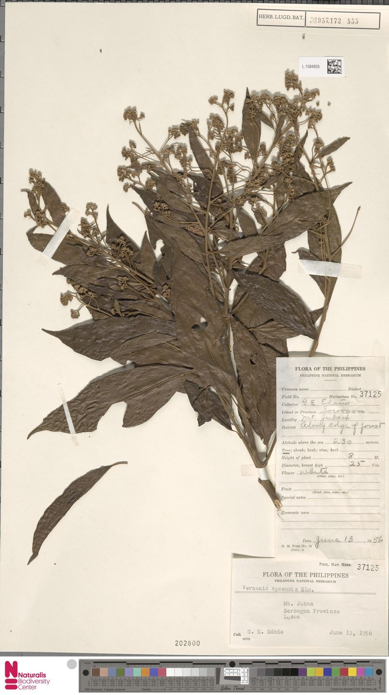 Vernonia apoensis photo 3