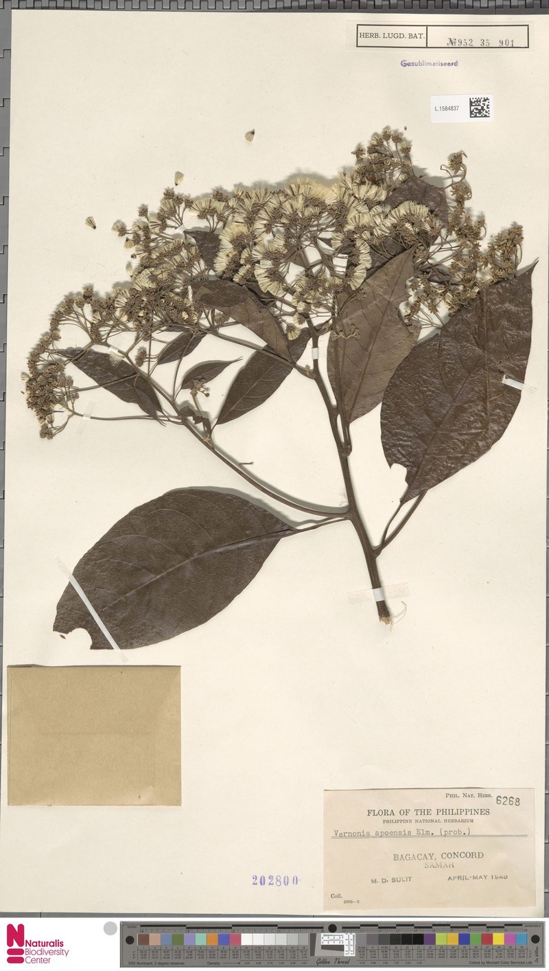 Vernonia apoensis photo 4