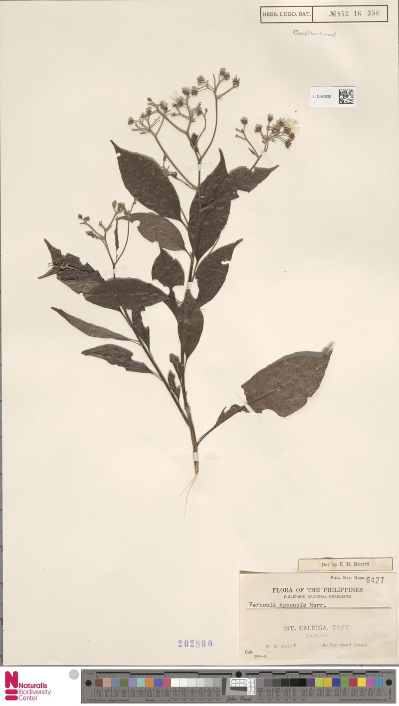 Vernonia apoensis photo 5