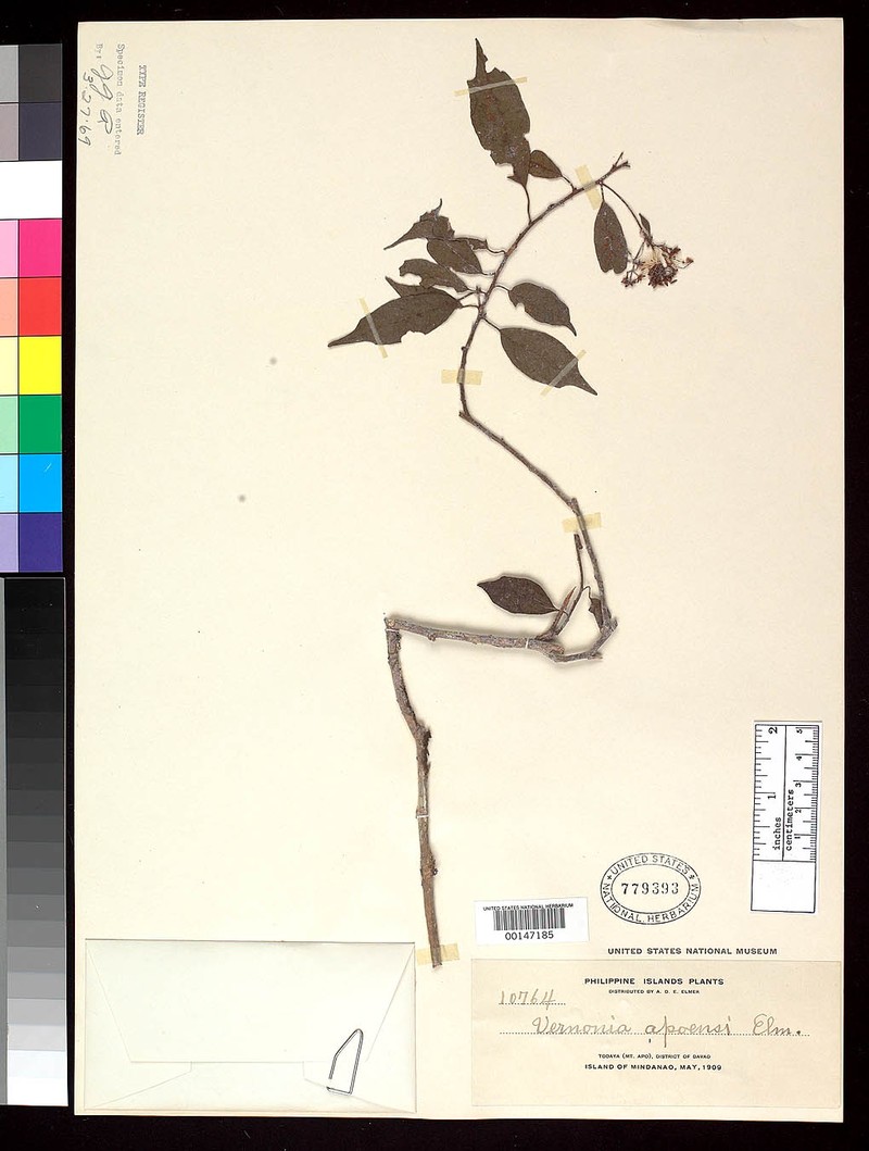 Vernonia apoensis photo 6