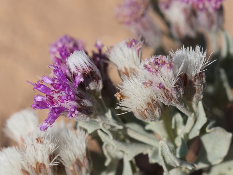 Vernonia arabica photo 2