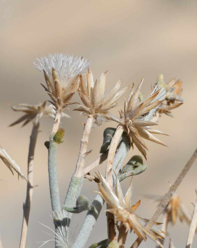Vernonia arabica photo 3