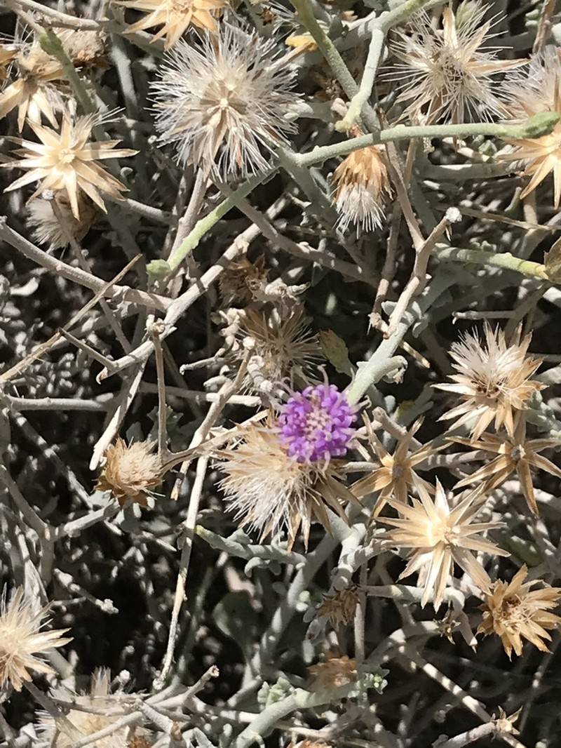 Vernonia arabica photo 8