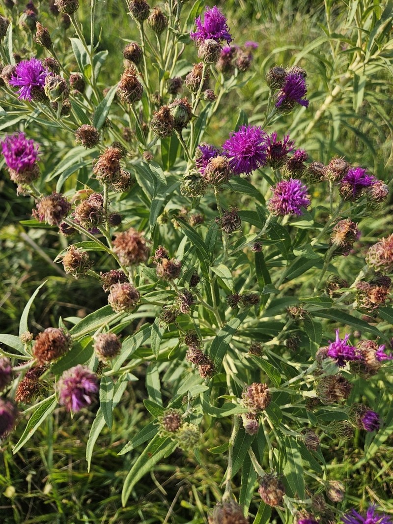 Arkansas Ironweed photo 3