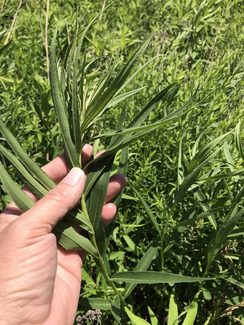 Arkansas Ironweed photo 4