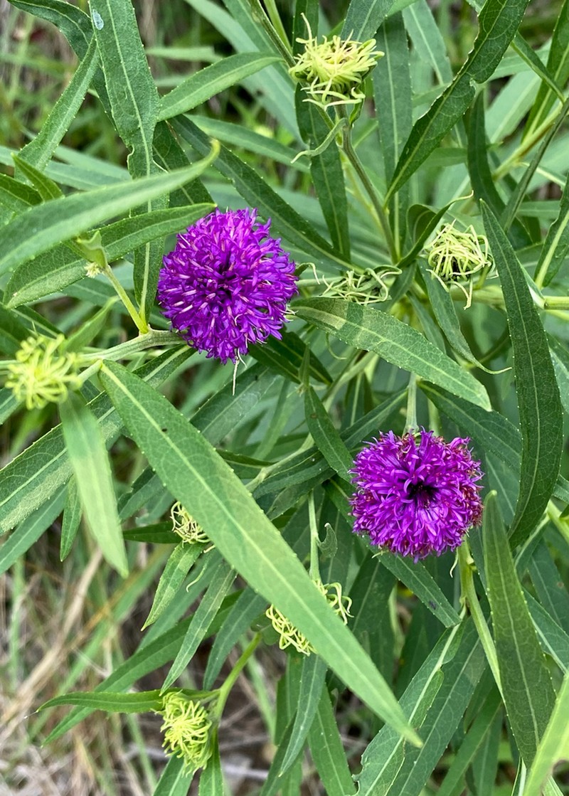 Arkansas Ironweed photo 5