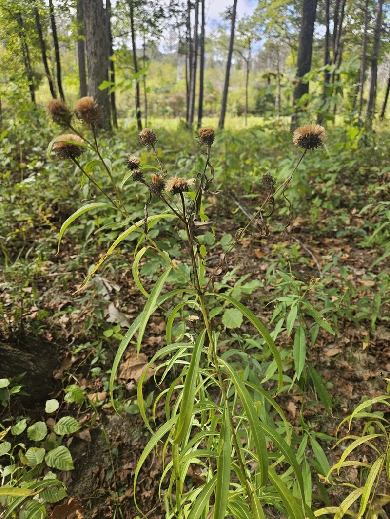 Arkansas Ironweed photo 6