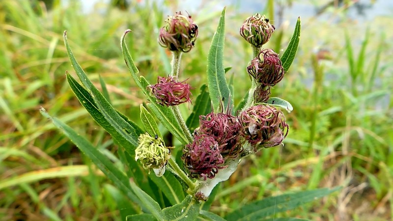 Arkansas Ironweed photo 7