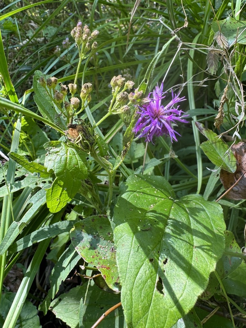Arkansas Ironweed photo 8