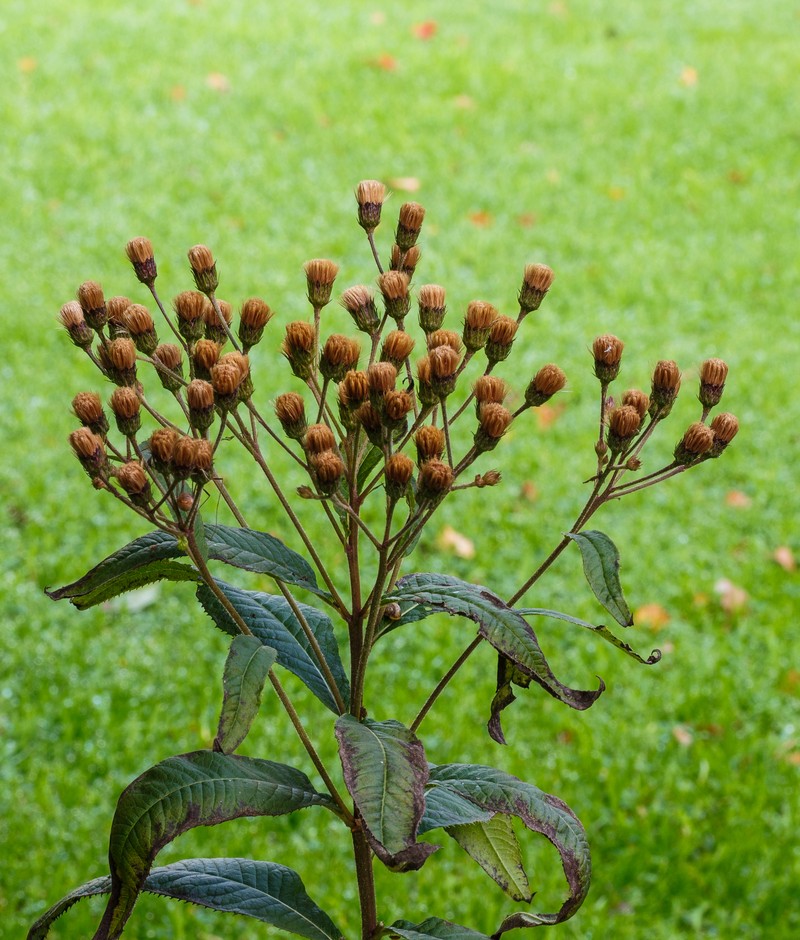 Arkansas Ironweed photo 5