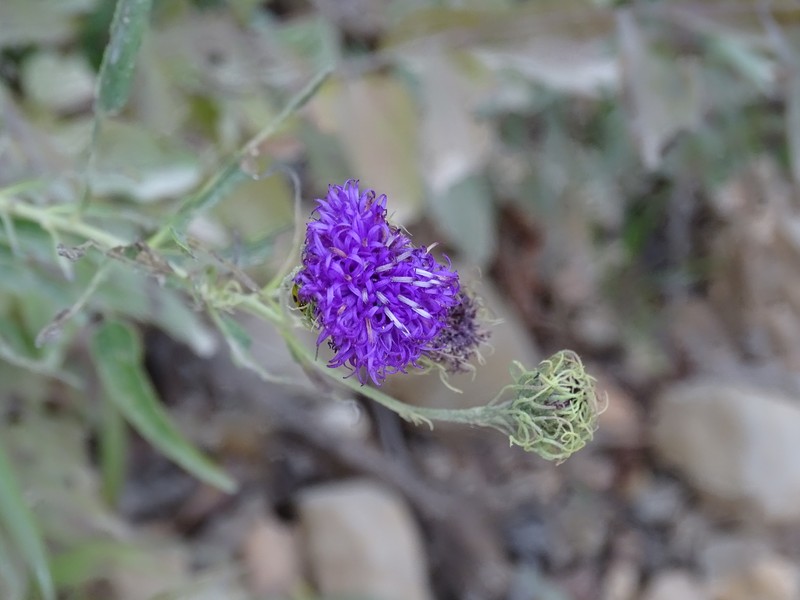 Arkansas Ironweed photo 2