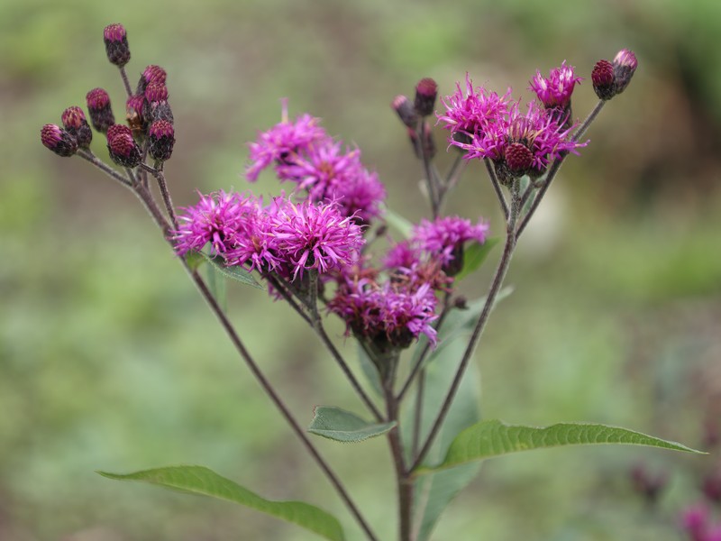Arkansas Ironweed photo 4