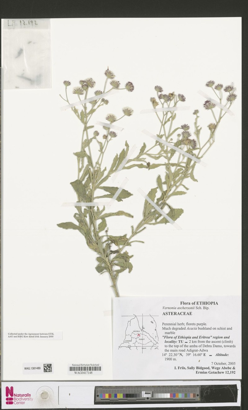 Vernonia aschersonii