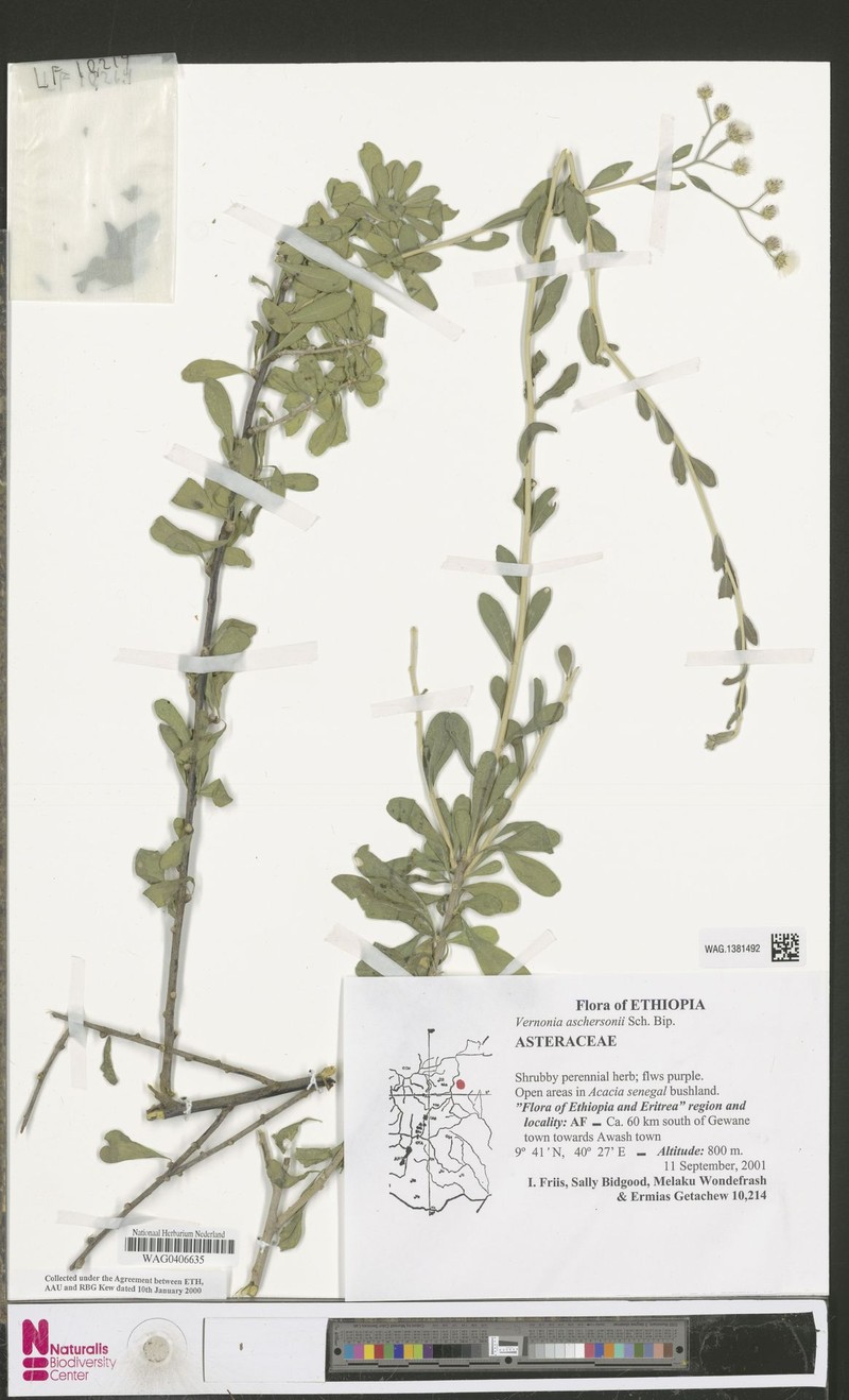 Vernonia aschersonii photo 3