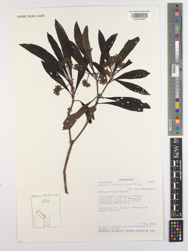 Vernonia baillonii