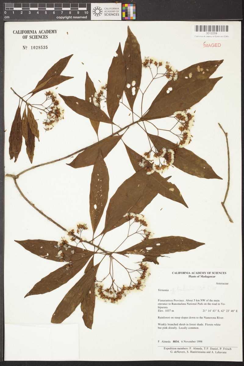Vernonia baillonii photo 2