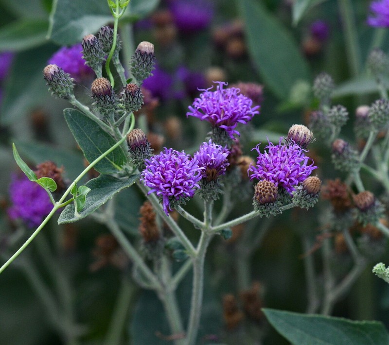 Baldwin's Ironweed photo 2