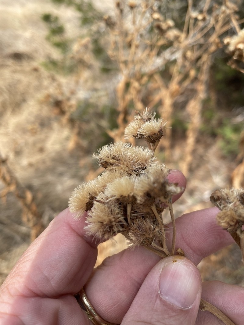 Baldwin's Ironweed photo 4