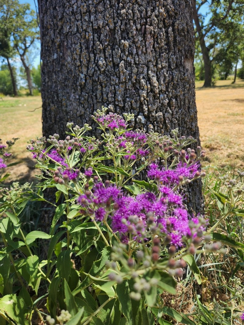 Baldwin's Ironweed photo 5