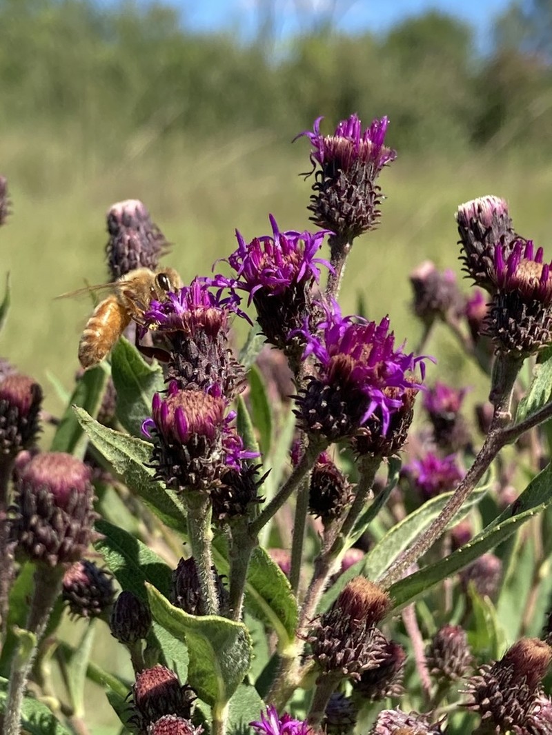 Baldwin's Ironweed photo 6