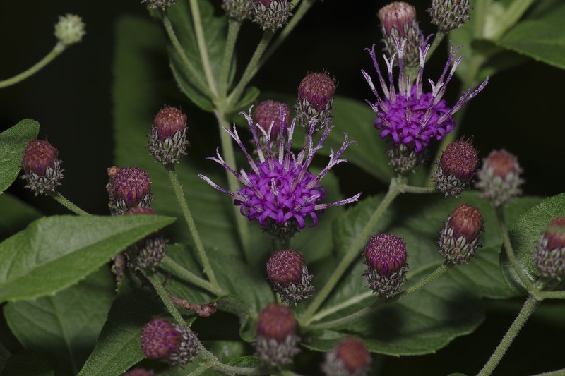 Baldwin's Ironweed photo 7