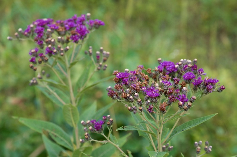 Baldwin's Ironweed
