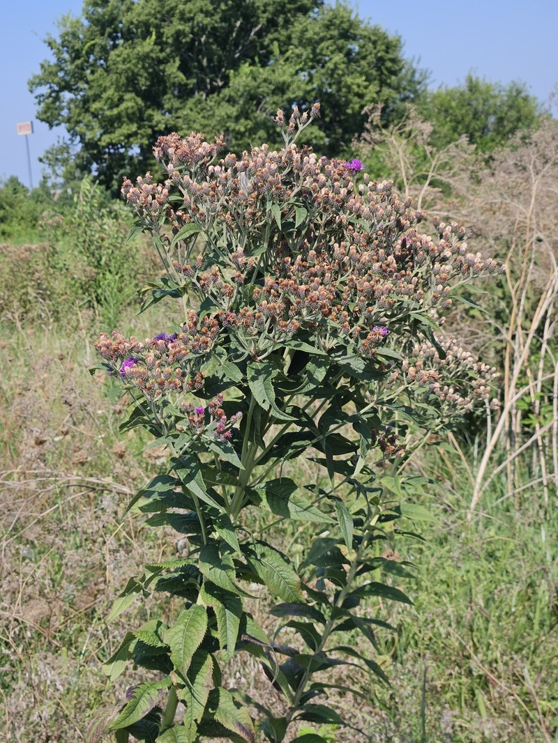 Vernonia baldwinii var. baldwinii