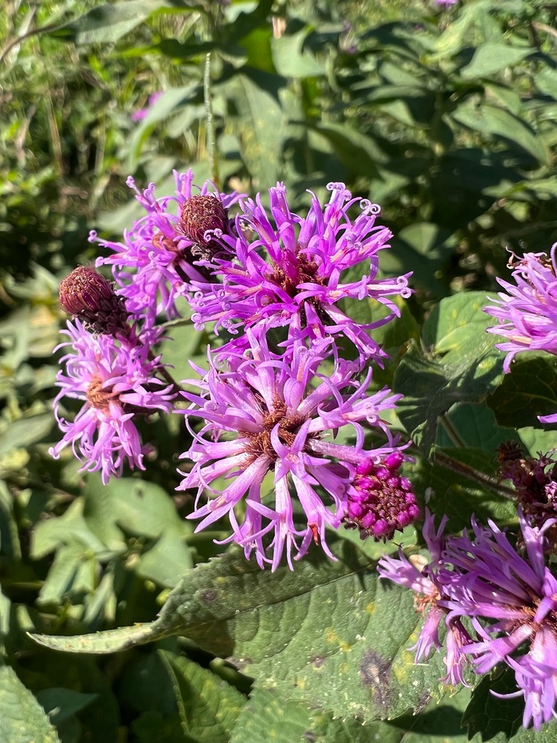 Vernonia baldwinii var. baldwinii photo 2