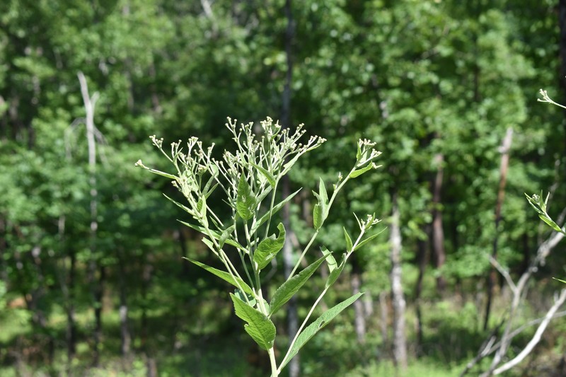 Vernonia baldwinii var. baldwinii photo 3