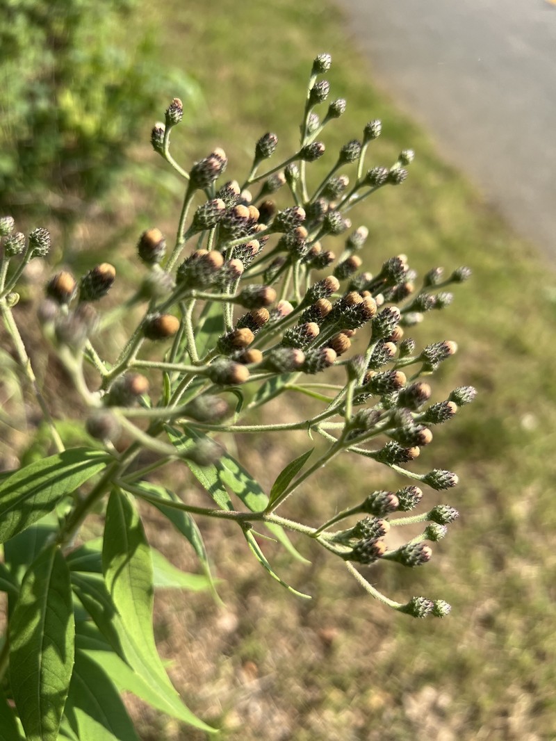 Vernonia baldwinii var. baldwinii photo 4