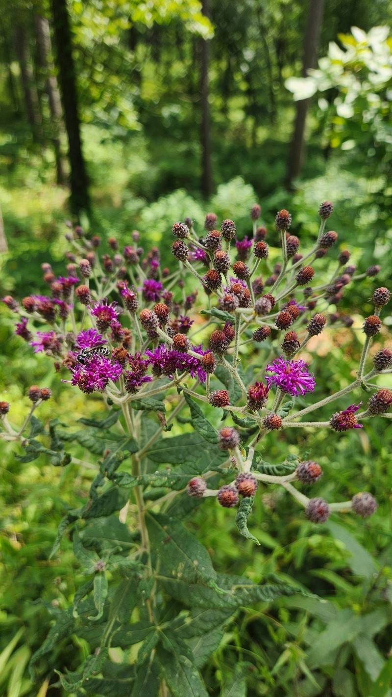 Vernonia baldwinii var. baldwinii photo 5
