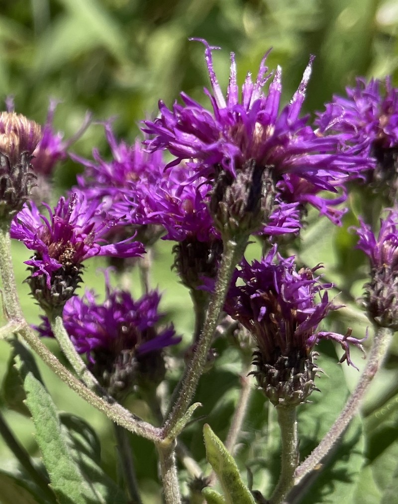 Vernonia baldwinii var. baldwinii photo 6
