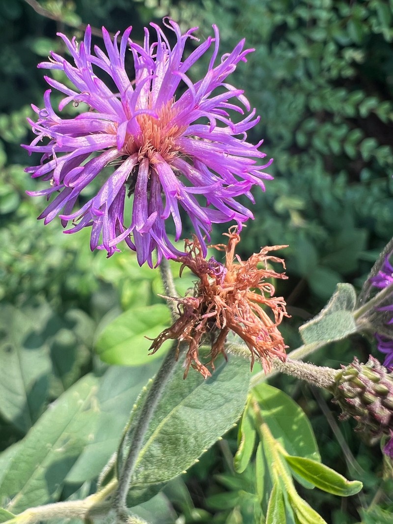 Vernonia baldwinii var. baldwinii photo 8
