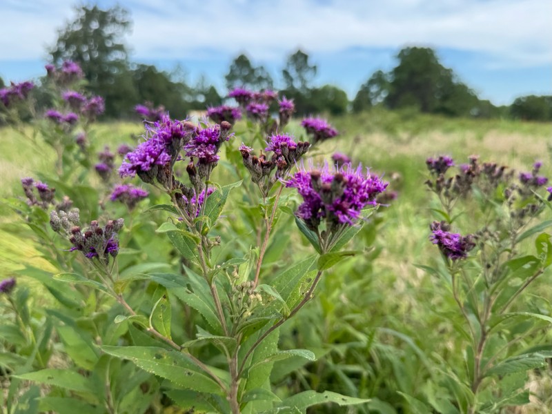 Vernonia baldwinii var. interior