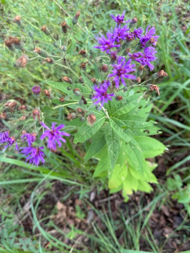 Vernonia baldwinii var. interior photo 2